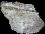 Dimetrodon Tail Section In Matrix - Texas #45671-1